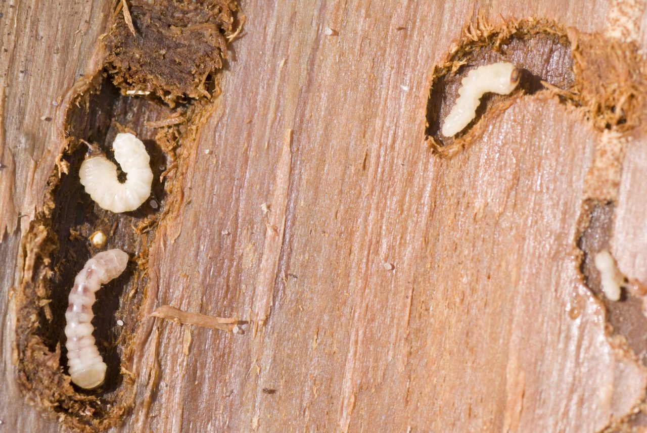 Houtworm bestrijden Baarn De houtworm expert